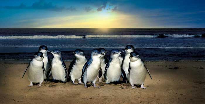 penguins on the beach australia
