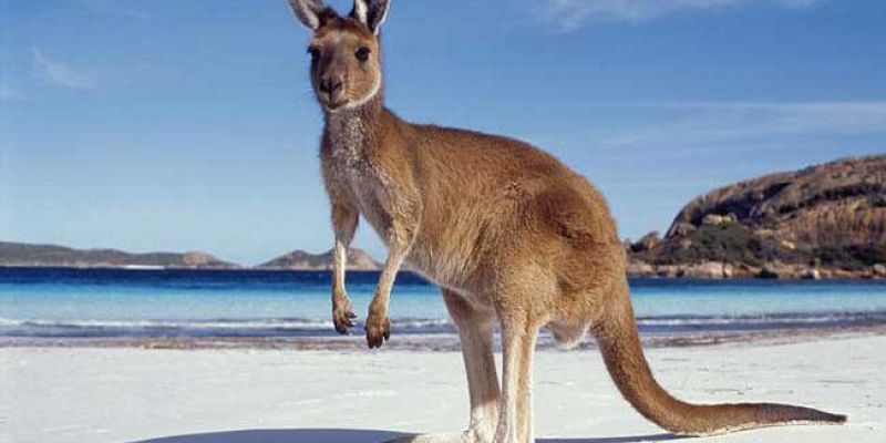 visit Kangaroo Island