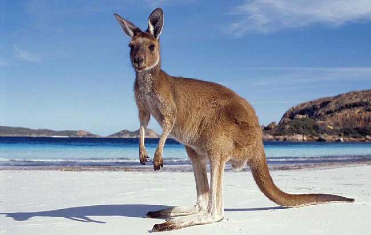 visit Kangaroo Island 